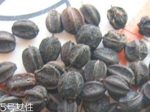 刺五加的食用方法 刺五加怎么吃？