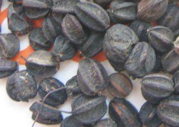 刺五加的食用方法 刺五加怎么吃？