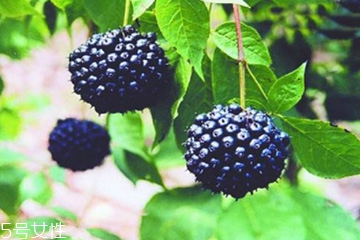 刺五加是發(fā)物嗎？刺五加不是發(fā)物