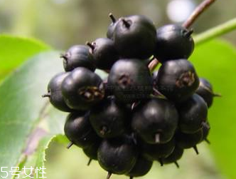 刺五加是發(fā)物嗎？刺五加不是發(fā)物