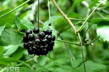 刺五加怎么吃？刺五加有什么用？