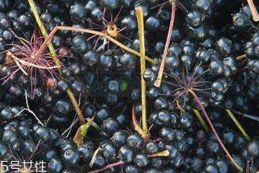 刺五加片的價格 刺五加片多少錢一斤？