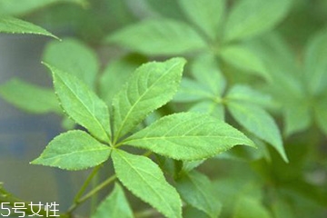 刺五加能不能做餃子餡？刺五加怎么做餃子餡？