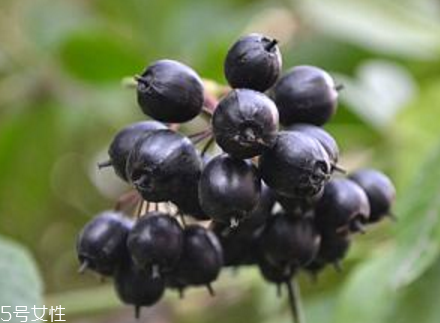 刺五加能不能做餃子餡？刺五加怎么做餃子餡？