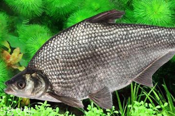 鳊魚是什么魚 鳊魚是淡水魚 鳊魚是什么魚 鳊魚是淡水魚