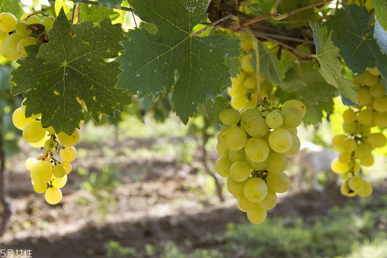 bio-e酵母精華有效嗎 1個月使用效果 bio-e酵母精華有效嗎 1個月使用效果