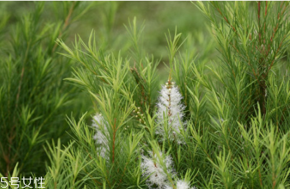 茶樹(shù)精油怎么用 茶樹(shù)精油用法 茶樹(shù)精油怎么用 茶樹(shù)精油用法