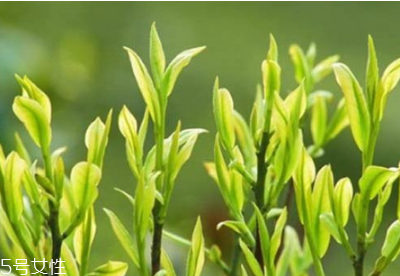 茶樹(shù)精油怎么用 茶樹(shù)精油用法 茶樹(shù)精油怎么用 茶樹(shù)精油用法