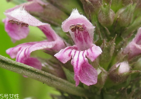 益母草的種植 間苗補(bǔ)苗 益母草的種植 間苗補(bǔ)苗