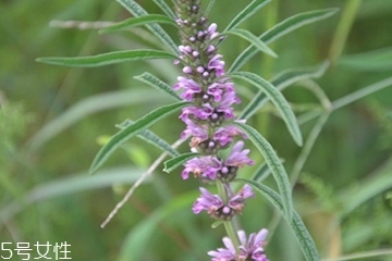 益母草的選購(gòu)技法 三大挑選方法