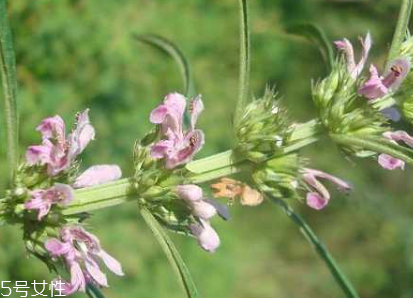 益母草適合哪些人吃 產(chǎn)后惡露者 益母草適合哪些人吃 產(chǎn)后惡露者