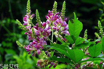 雞血藤的營養(yǎng)價值 價值高效