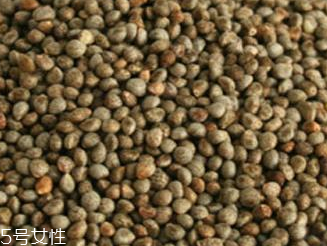 紫蘇子是什么 紫蘇的果實 紫蘇子是什么 紫蘇的果實