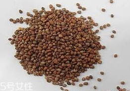 紫蘇子是什么 紫蘇的果實 紫蘇子是什么 紫蘇的果實