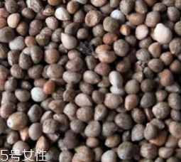 紫蘇子泡茶可以喝嗎 紫蘇子泡茶可以喝嗎