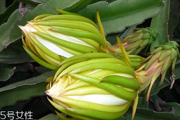霸王花的吃法 霸王花怎么做才更好吃 霸王花的吃法 霸王花怎么做才更好吃
