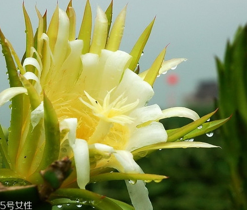 霸王花的吃法 霸王花怎么做才更好吃 霸王花的吃法 霸王花怎么做才更好吃
