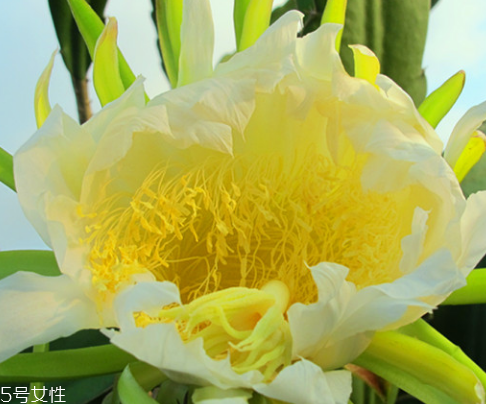 霸王花是中藥嗎 霸王花是中草藥 霸王花是中藥嗎 霸王花是中草藥