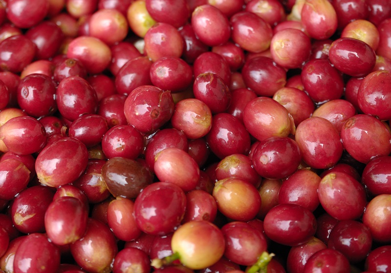 麝香貓咖啡的產(chǎn)地是哪里 貓屎咖啡由來(lái)介紹