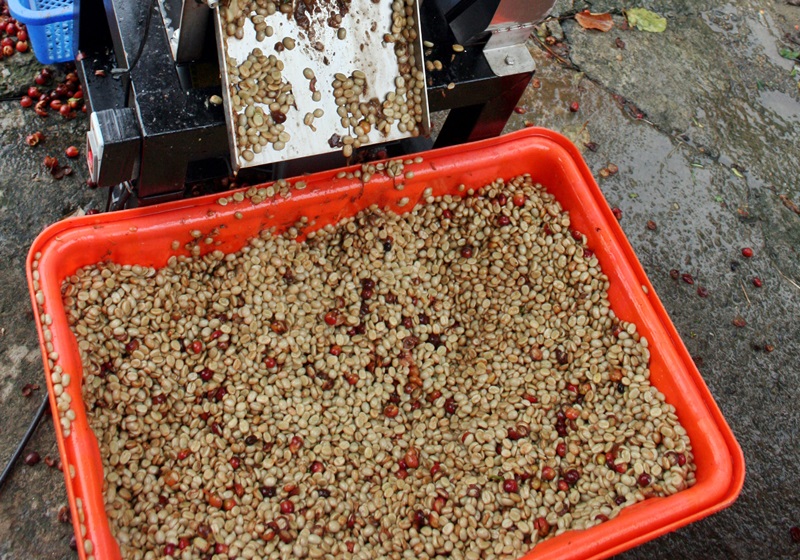 麝香貓咖啡的產(chǎn)地是哪里 貓屎咖啡由來(lái)介紹