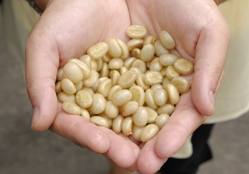 麝香貓咖啡的產(chǎn)地是哪里 貓屎咖啡由來(lái)介紹