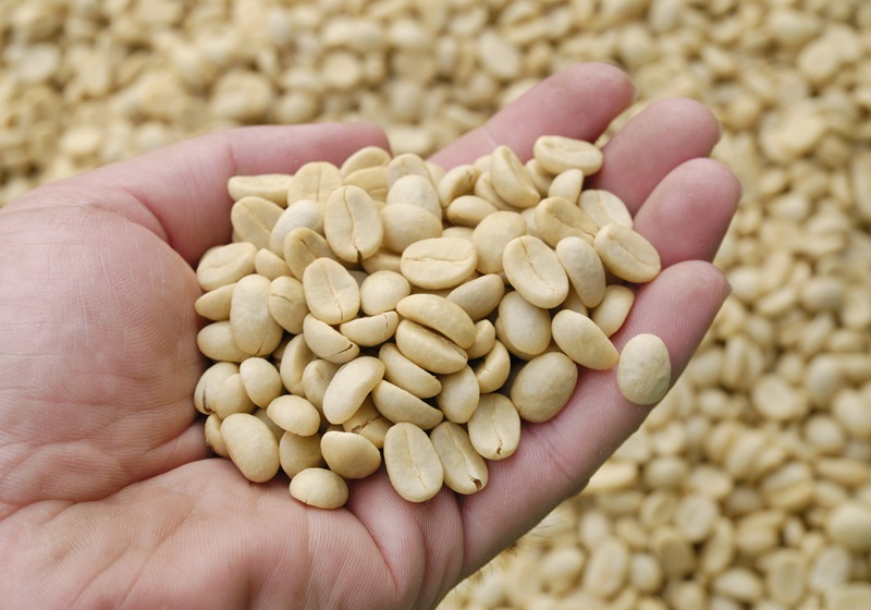 麝香貓咖啡的產(chǎn)地是哪里 貓屎咖啡由來(lái)介紹