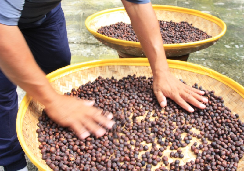 麝香貓咖啡的產(chǎn)地是哪里 貓屎咖啡由來(lái)介紹