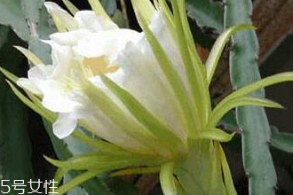 霸王花的選購技法 看色聞香 霸王花的選購技法 看色聞香