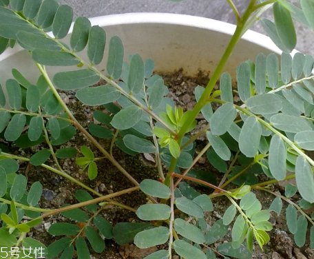 雞骨草能減肥嗎 雞骨草不能讓人減肥 雞骨草能減肥嗎 雞骨草不能讓人減肥