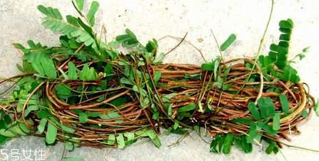 雞骨草能減肥嗎 雞骨草不能讓人減肥 雞骨草能減肥嗎 雞骨草不能讓人減肥