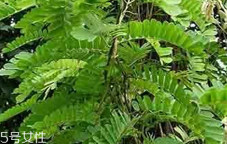 雞骨草能和金錢草一起吃嗎 雞骨草能和金錢草一起吃嗎