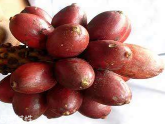 草果的營(yíng)養(yǎng)成分 含有香葉醇和草果酮