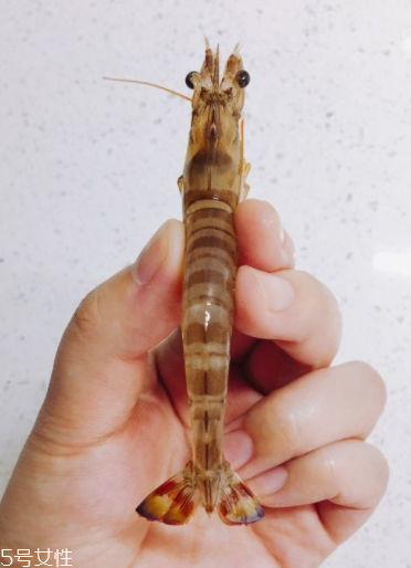 基圍蝦多少錢(qián)一斤2018