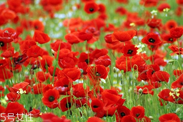 罌粟的主要價值有鎮(zhèn)痛止咳 罌粟的主要價值有鎮(zhèn)痛止咳