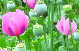 罌粟的主要價值有鎮(zhèn)痛止咳 罌粟的主要價值有鎮(zhèn)痛止咳