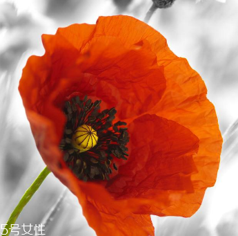 罌粟的主要價值有鎮(zhèn)痛止咳 罌粟的主要價值有鎮(zhèn)痛止咳