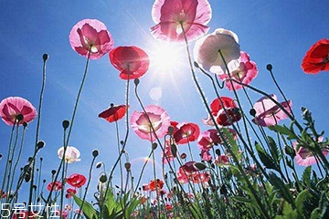 罌粟的功效是可治久咳