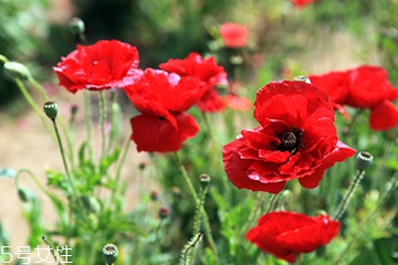 罌粟能治什么病 多種疾病功能多效 罌粟能治什么病 多種疾病功能多效