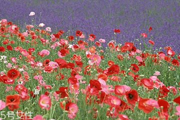 罌粟在哪里購(gòu)買 市場(chǎng)上少有