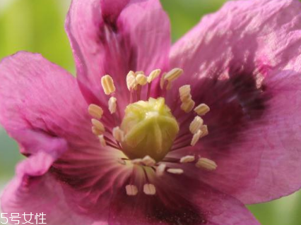 罌粟在哪里購(gòu)買 市場(chǎng)上少有