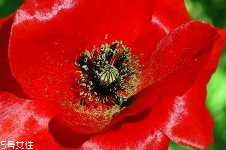 罌粟在哪里購(gòu)買 市場(chǎng)上少有