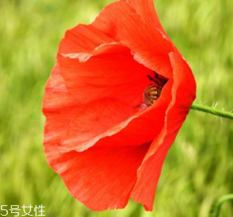 罌粟對牙疼有效嗎 有緩解作用 罌粟對牙疼有效嗎 有緩解作用