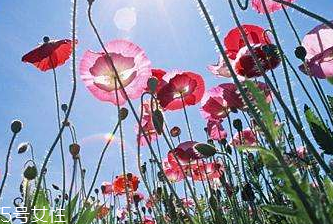 罌粟對牙疼有效嗎 有緩解作用 罌粟對牙疼有效嗎 有緩解作用