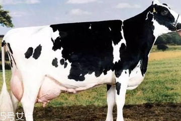 牛奶哪個國家最好 3大奶源pk 牛奶哪個國家最好 3大奶源pk