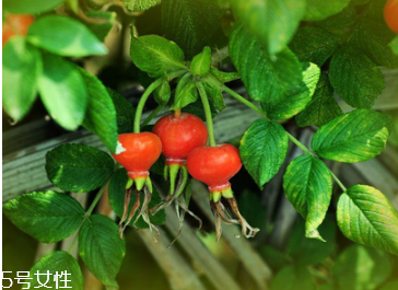 unichi玫瑰果精華膠囊能美白祛斑嗎 unichi玫瑰果評價(jià)