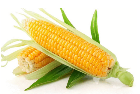 玉米油是怎么榨的 原來是這樣 玉米油是怎么榨的 原來是這樣