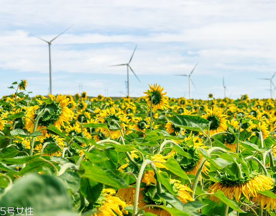 葵花籽油好吃嗎 口感超好值得嘗試 葵花籽油好吃嗎 口感超好值得嘗試