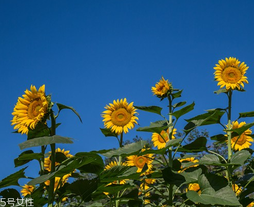 葵花籽油好吃嗎 口感超好值得嘗試 葵花籽油好吃嗎 口感超好值得嘗試