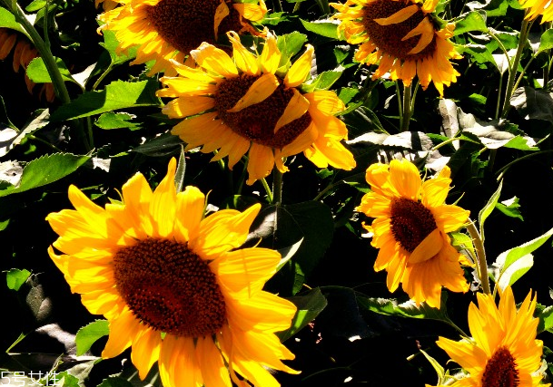 葵花籽油怎么吃 看這個你就懂了 葵花籽油怎么吃 看這個你就懂了