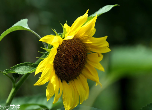 葵花籽油怎么吃 看這個你就懂了 葵花籽油怎么吃 看這個你就懂了